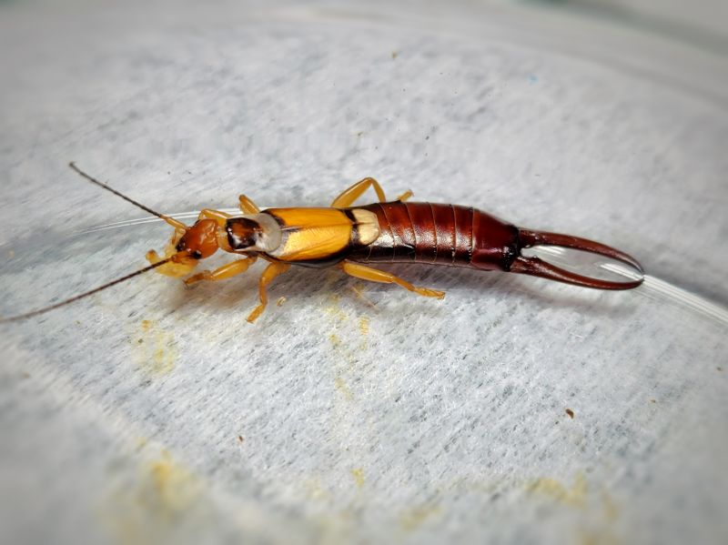 Earwig Elimination Service