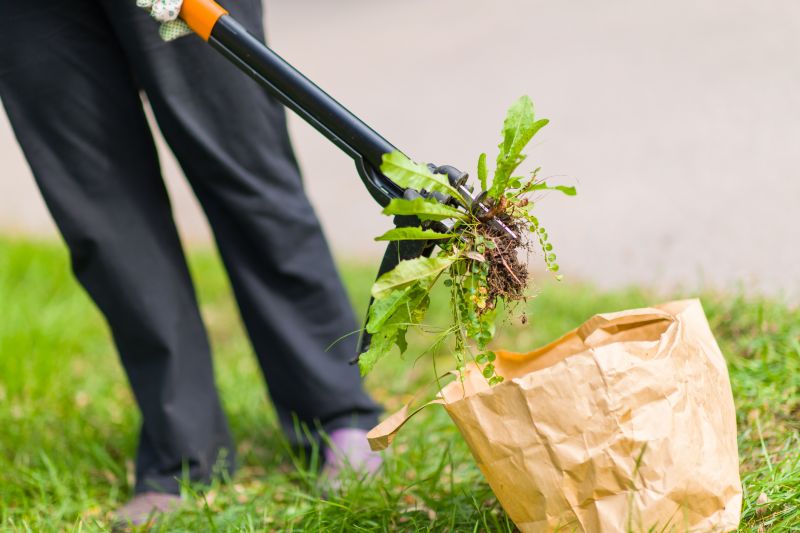 Earwig Elimination