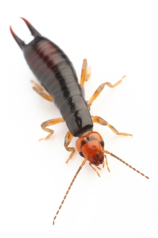 Earwig Elimination