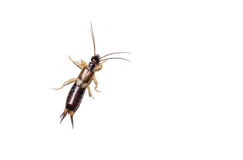 Earwig in Moisture