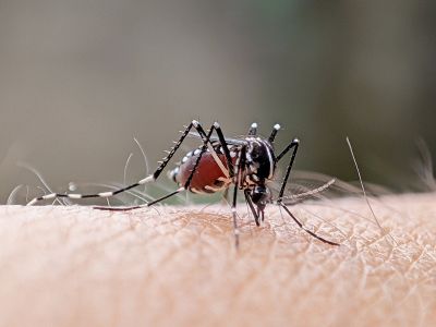 Fly And Mosquito Prevention Tips For Properties