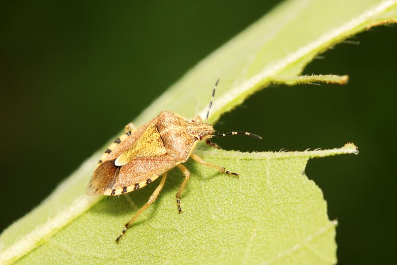 Seasonal Stinkbug Activity And When Control Is Most Effective