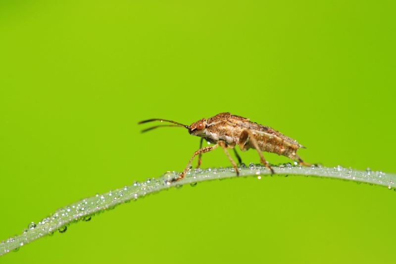 Seasonal Stinkbug Activity And When Control Is Most Effective