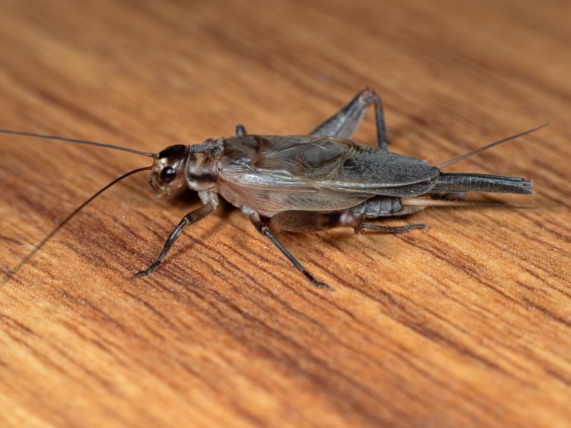 Why Crickets Invade Homes And How To Stop Them