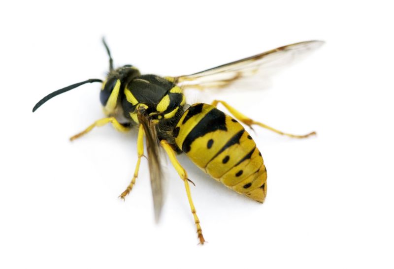 Yellowjacket Extermination